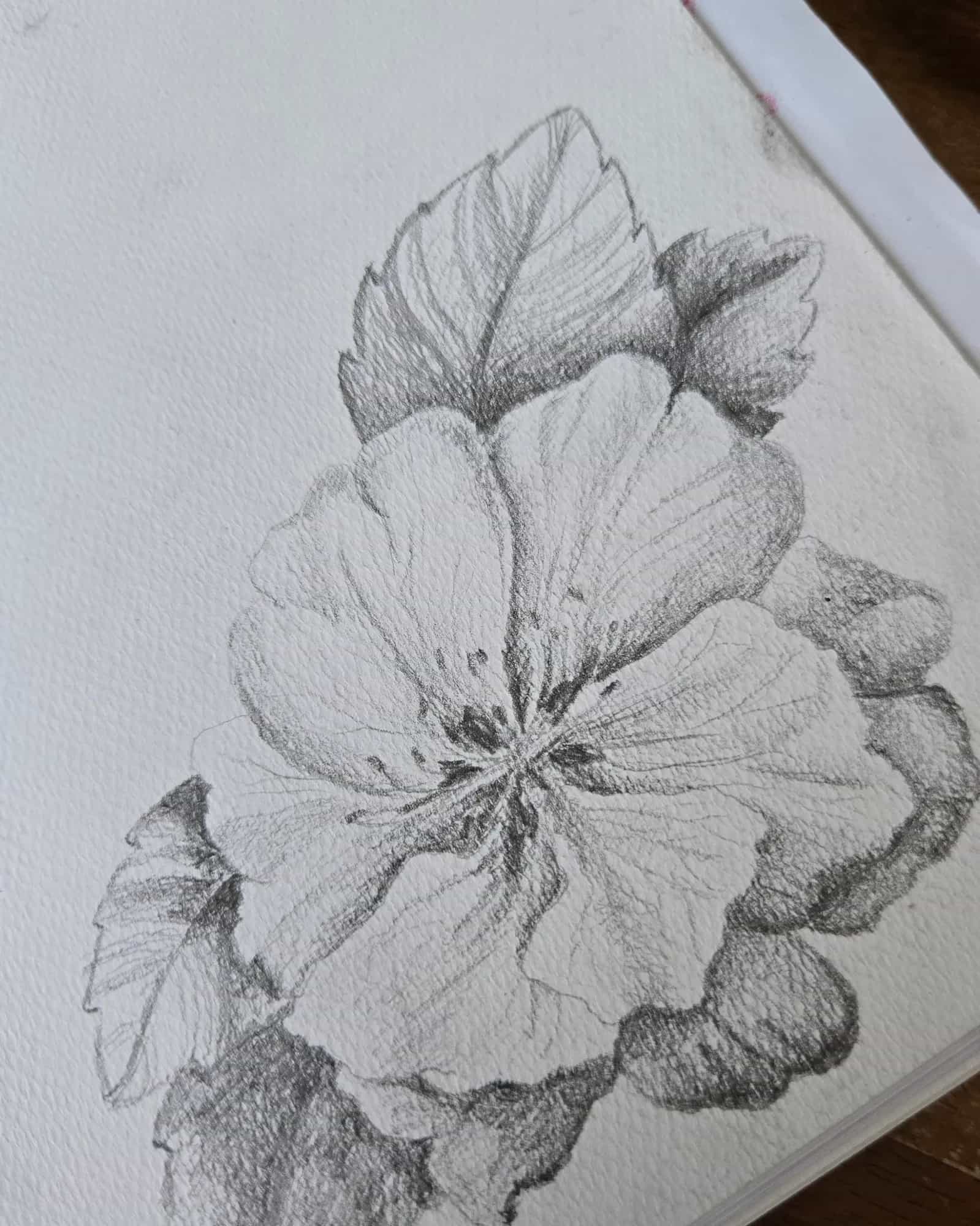 Handgetekende bloem in potlood uit het schetsboek van Marre